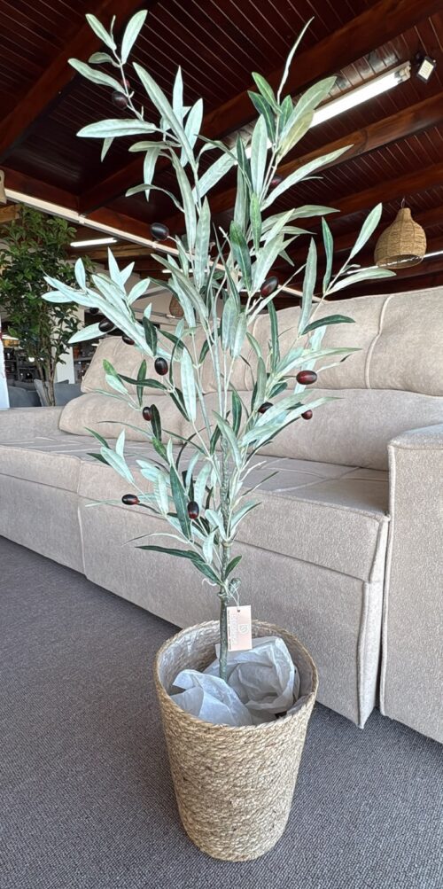 A858 PLANTA OLIVO