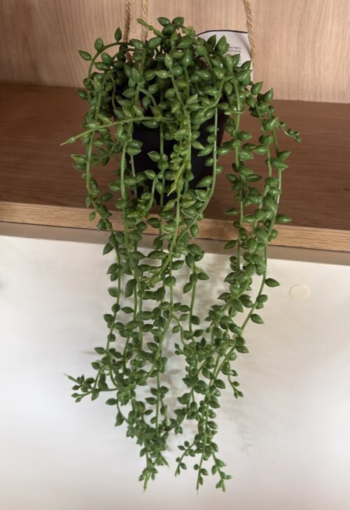 A571 suculenta colgante con maceta 40cm